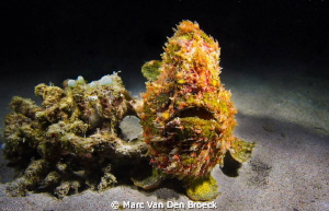 frog fish by Marc Van Den Broeck 